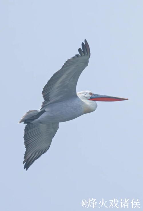 卷羽鹈鹕张大嘴飞行的原因是什么？